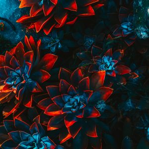 Freelance Artist Floral 4 300x300 2